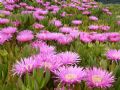 Carpobrotus acinaciformis